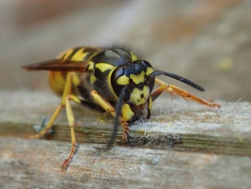 Vespula germanica